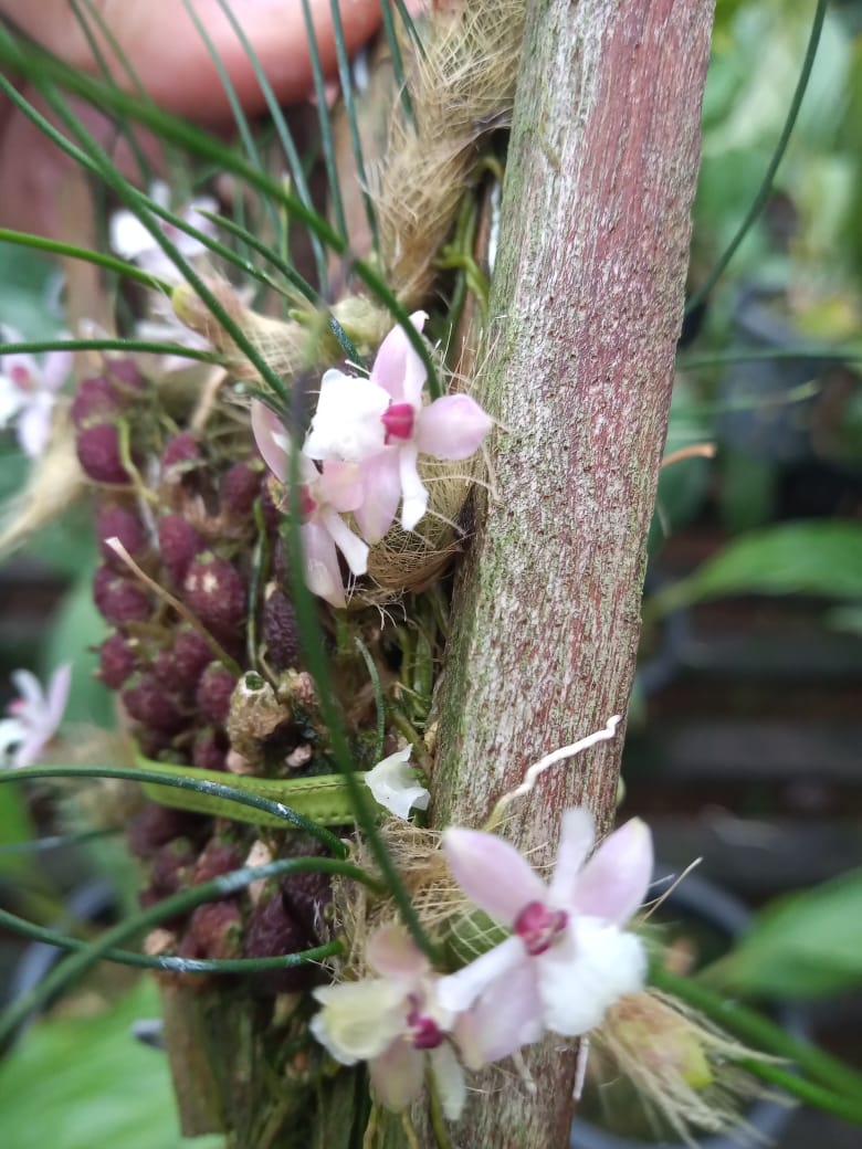 Isabelia virginalis - Orquídeas & Cia