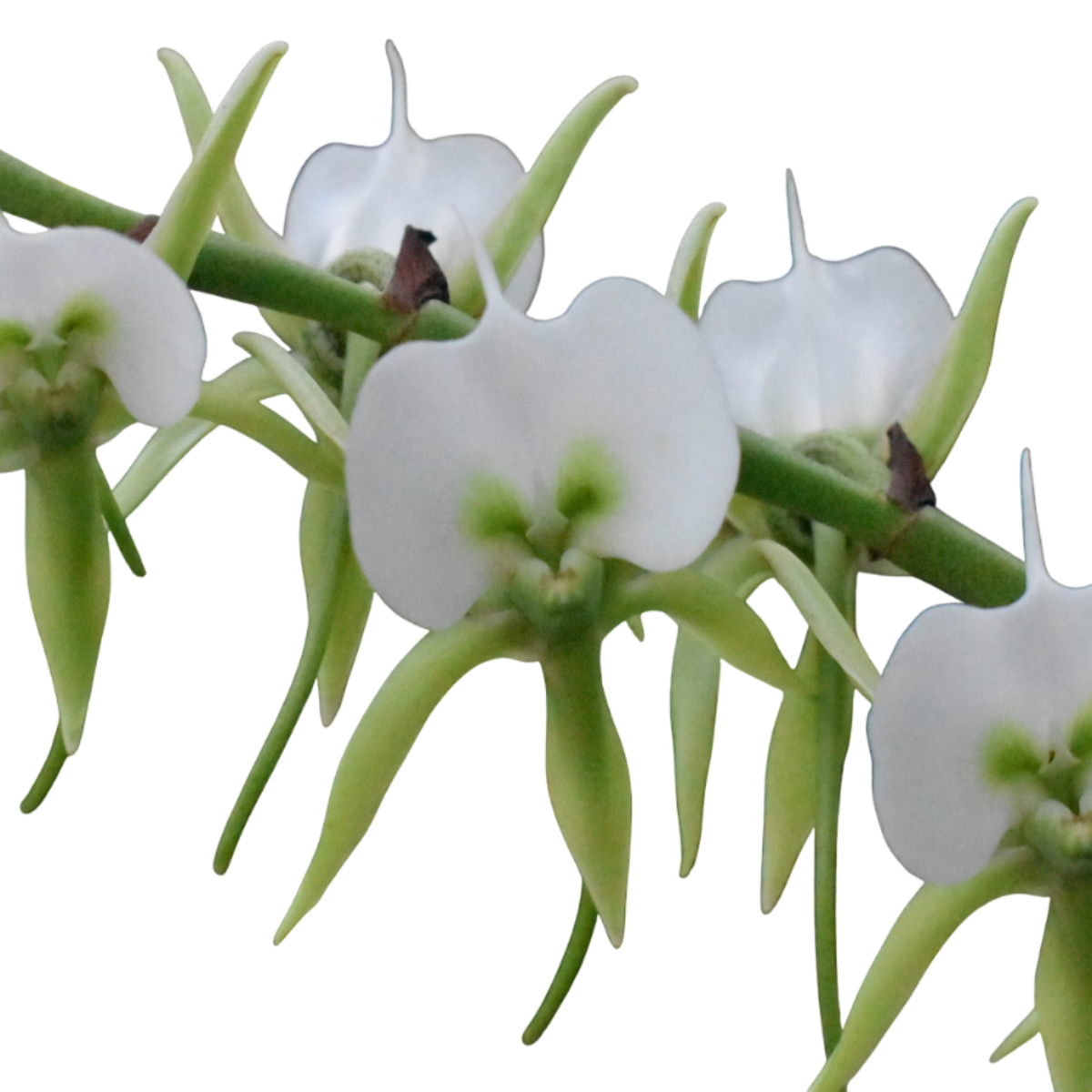 Angraecum eburneum (Orquídea cometa) - Orquídeas & Cia
