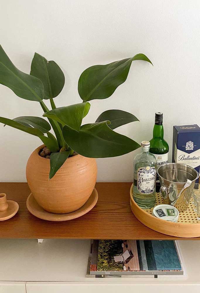 Filodendro Pacová - Philodendron martianum - Orquidario em Mogi Mirim ...