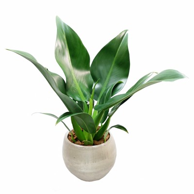 Filodendro Pacová - Philodendron martianum - Orquidario em Mogi Mirim ...