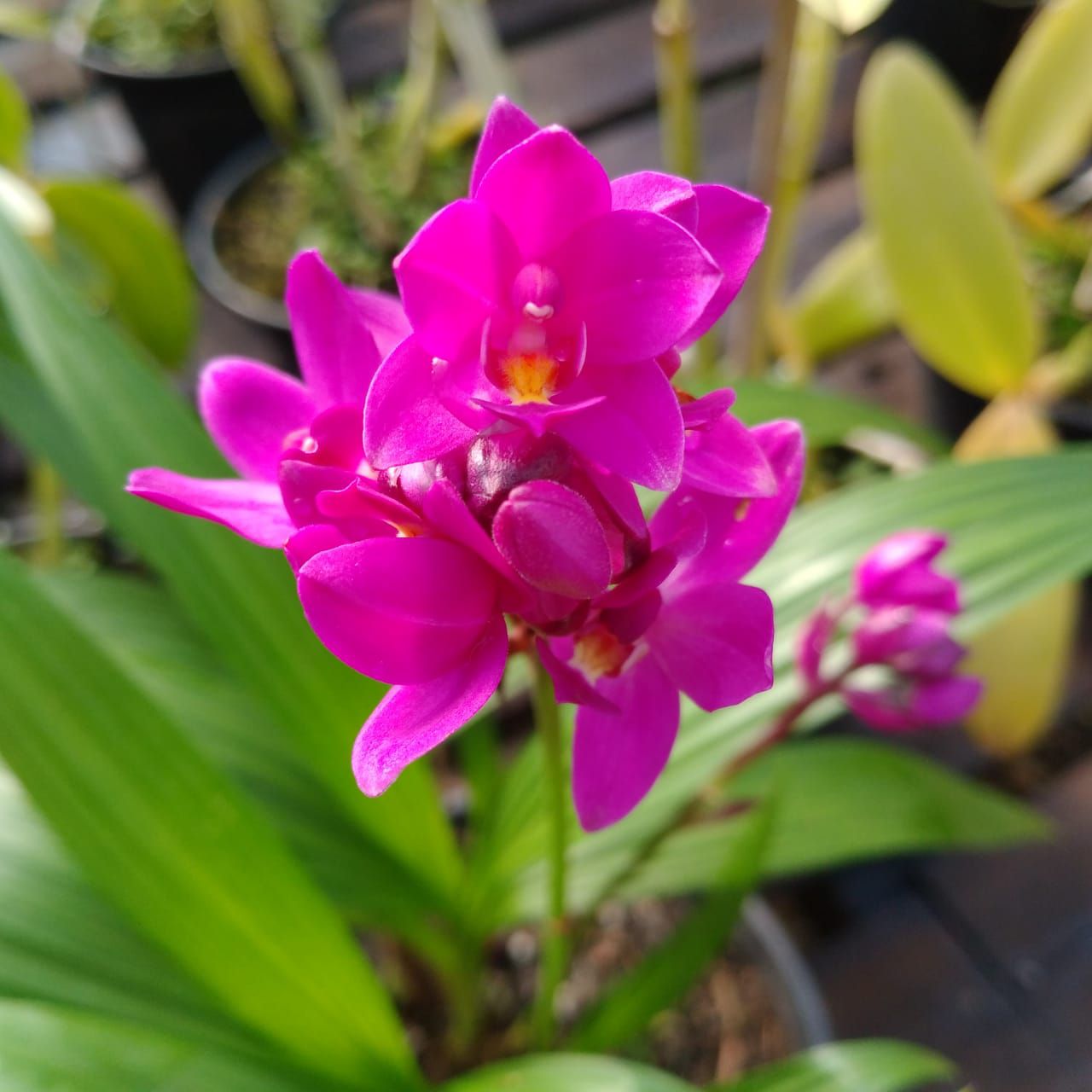 Grapete Uva - Spathoglottis Unguiculata - Orquidario em Mogi MirimSP - As  mais lindas Orquídeas!