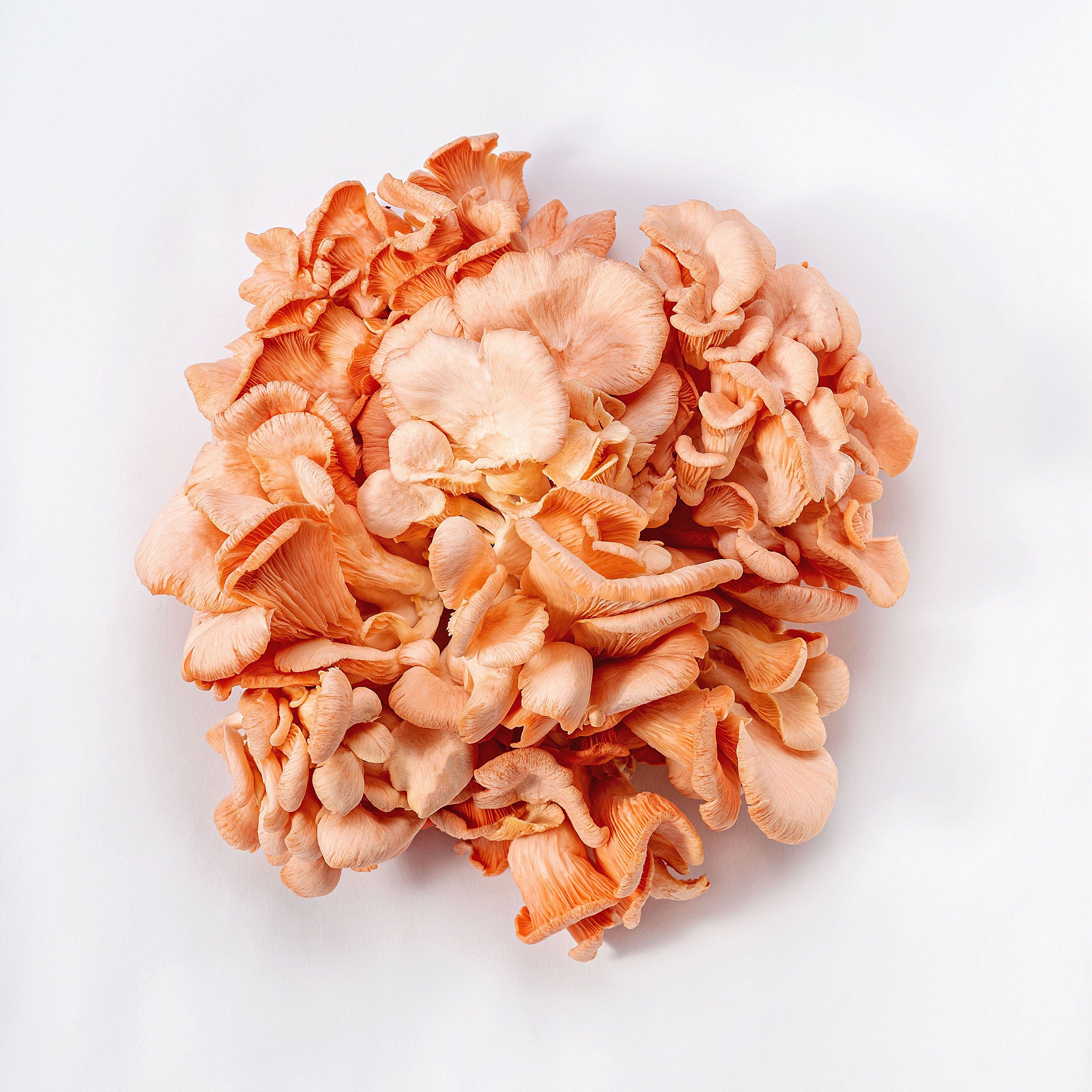 Cogumelo Shimeji Rosa Fungo de Quintal Fungo de Quintal