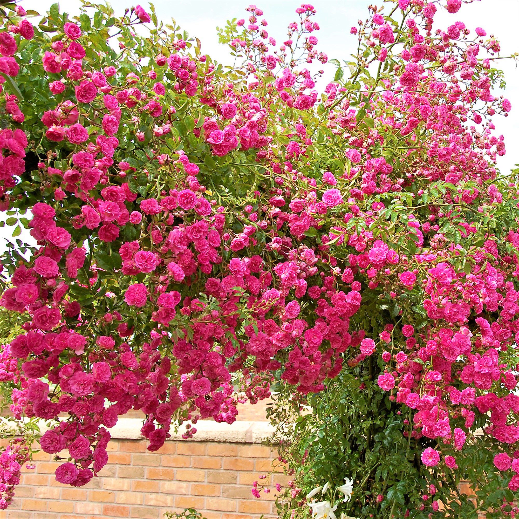 Muda de Rosa Trepadeira Cor de Rosa - Compre Roseiras Aqui - Jardim Exótico  Mudas e Plantas