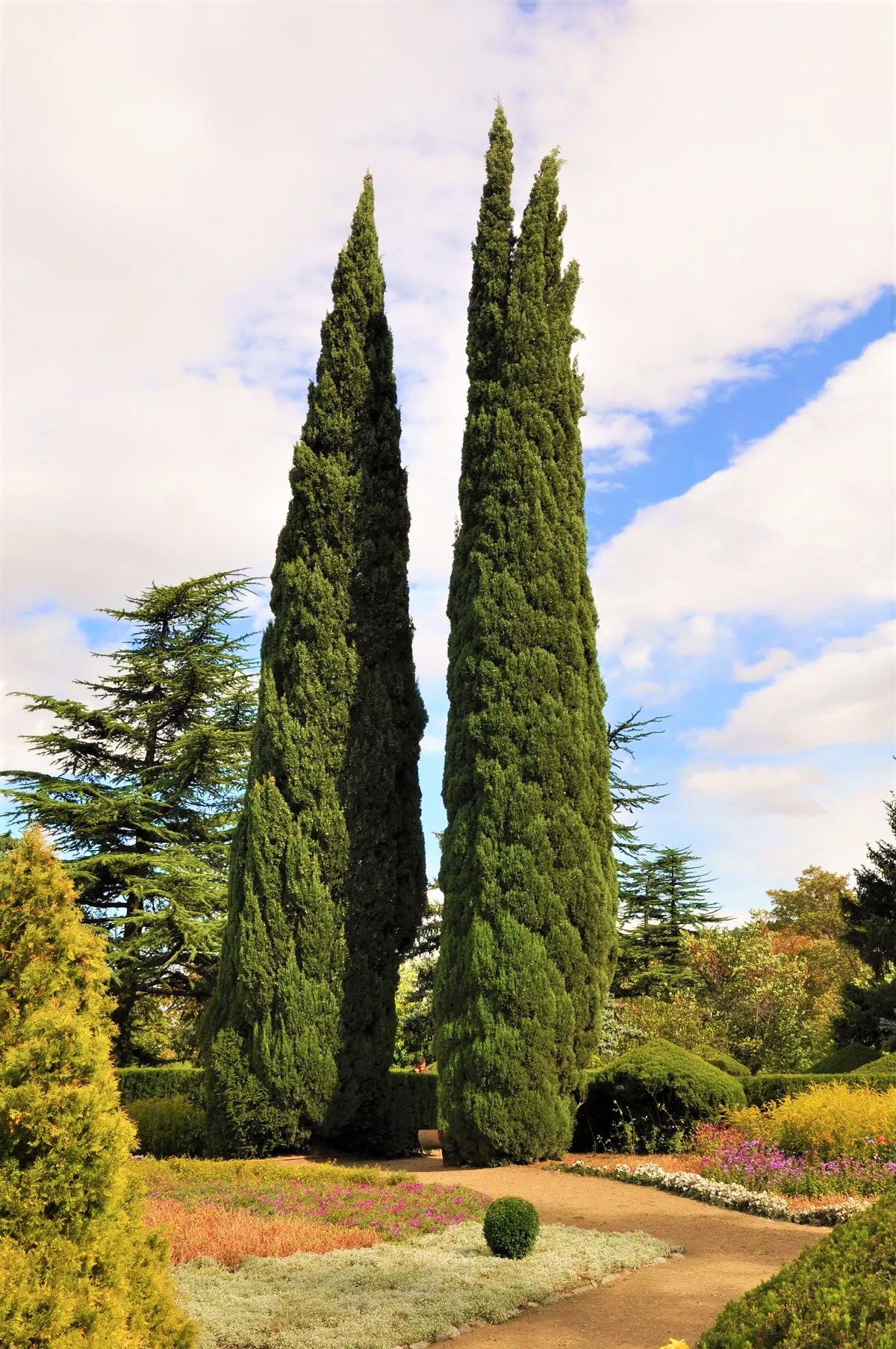 Cipreste Italiano Muda Jardim Exótico Mudas