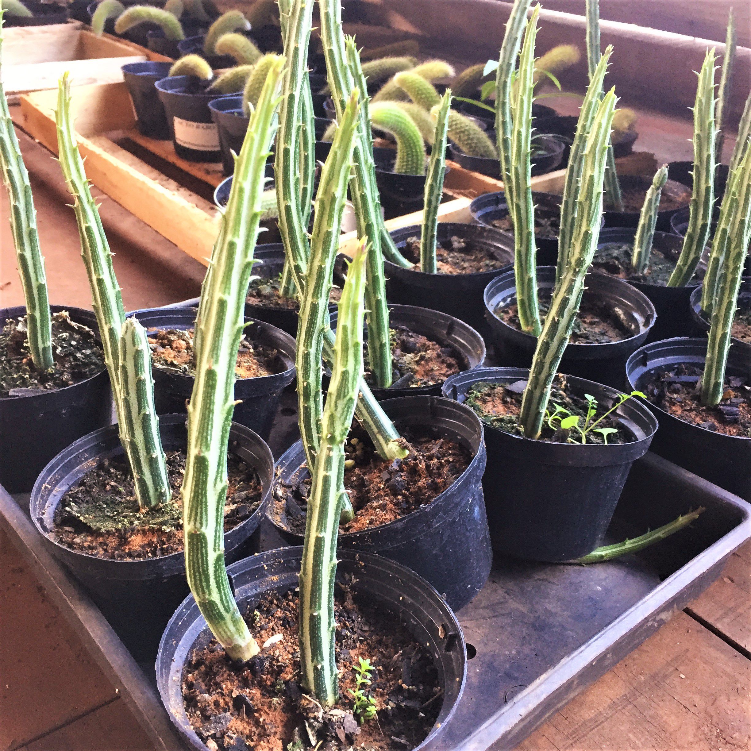 Identifique Se A Planta É De Sombra - Minhas Plantas