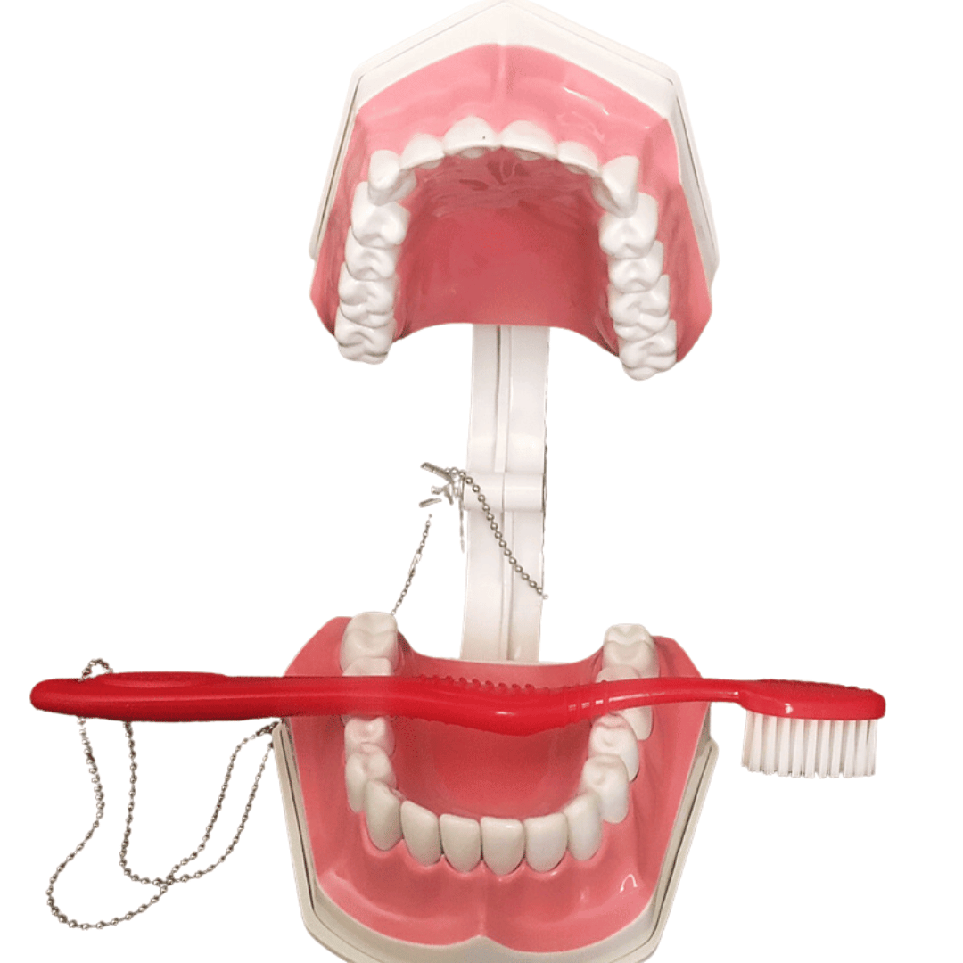 Macro Modelo de Arcada Dentaria Colgate Medical Place Loja de