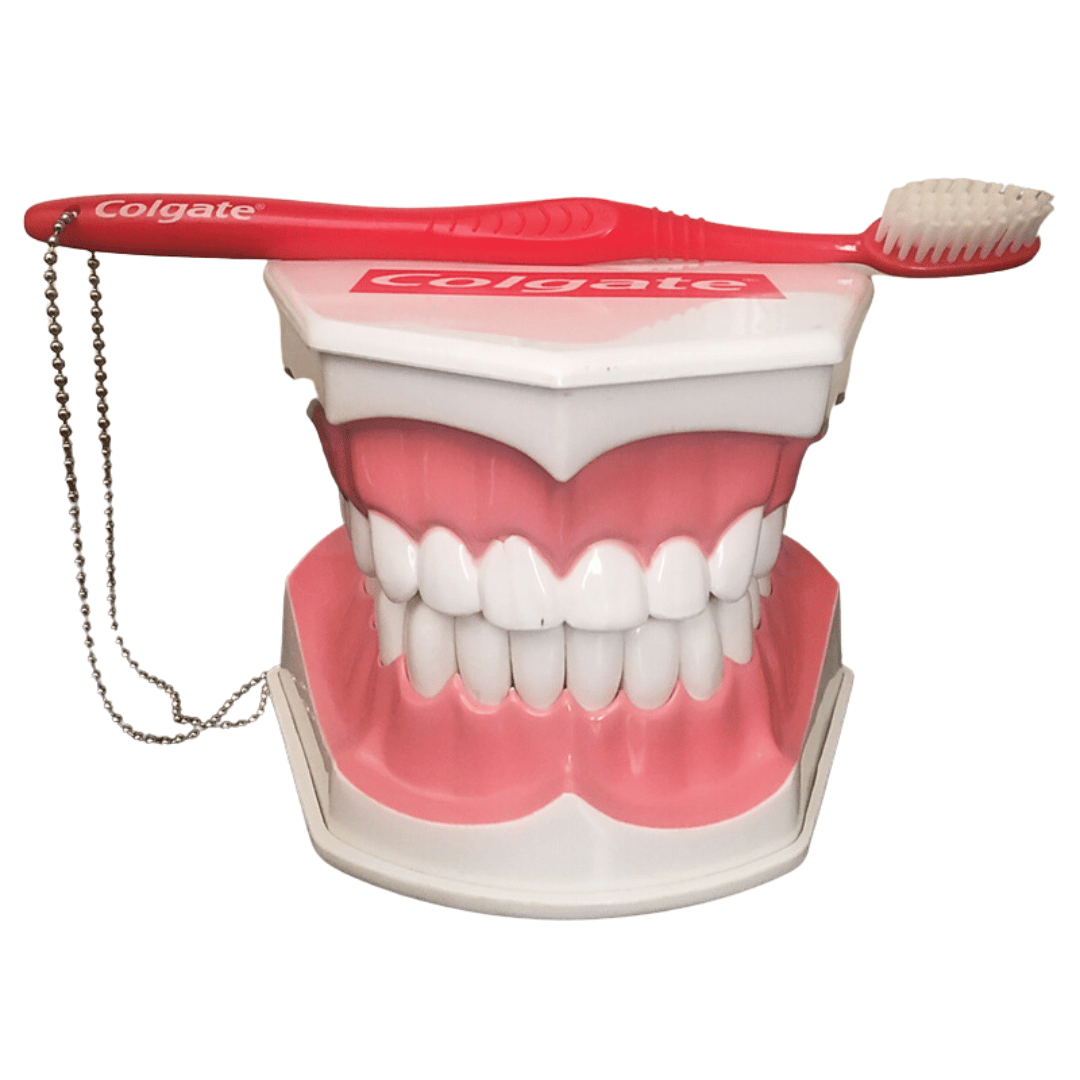 Macro Modelo de Arcada Dentaria Colgate Medical Place Loja de