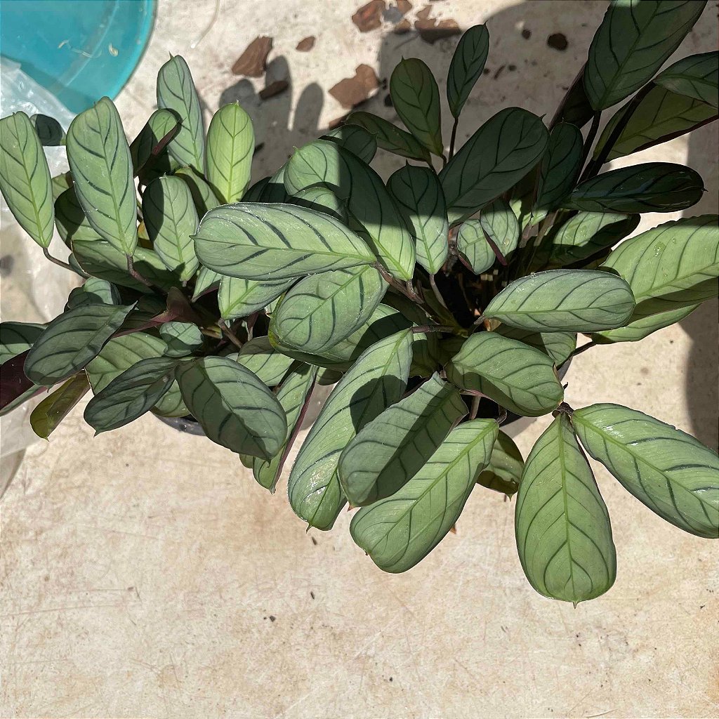 Maranta Roxa Folhagem Maranta roxa no Vaso - Meu Kokedama
