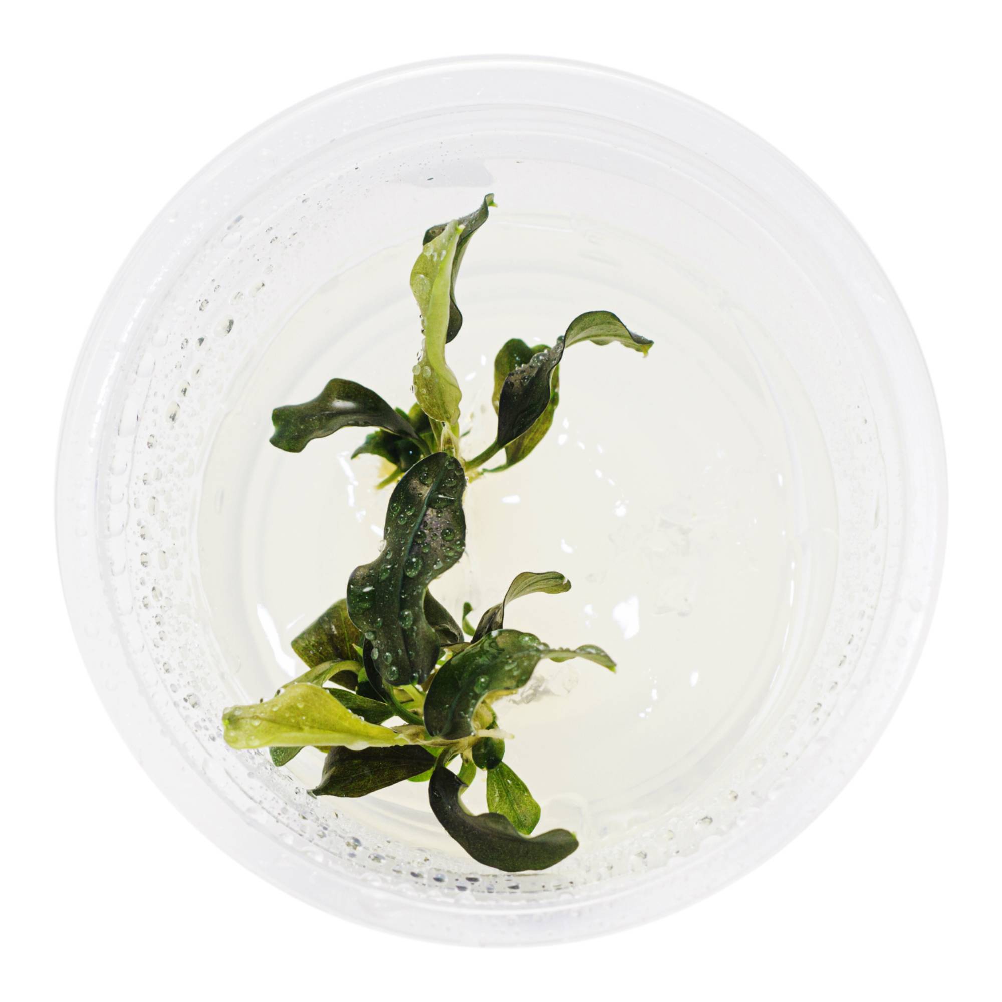 Planta Para Aquário Bucephalandra sp. 'Wavy leaf' In Vitro