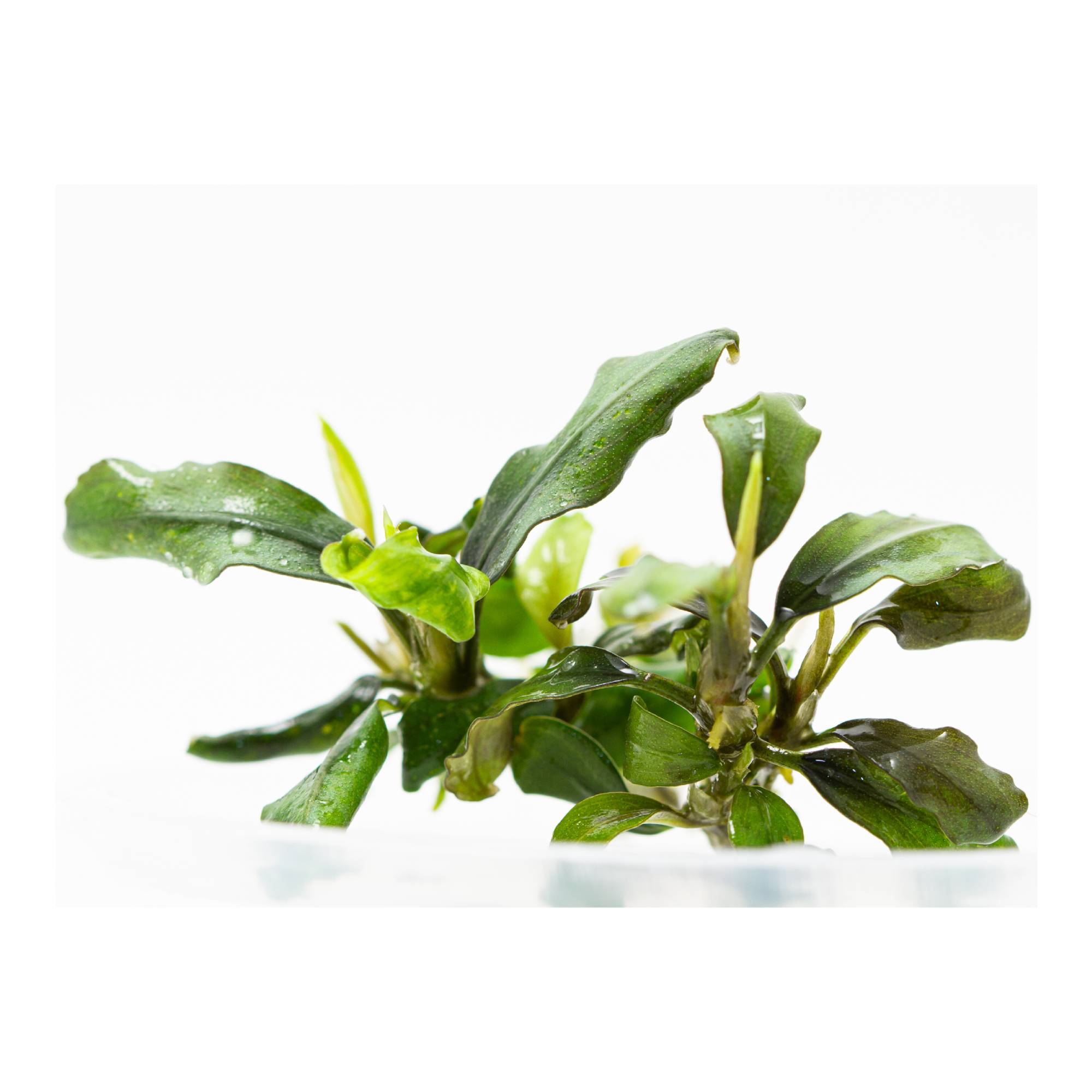 Bucephalandra sp. Variegata① Planta Para Aquário Bucephalandra sp. 'Wavy leaf' In Vitro