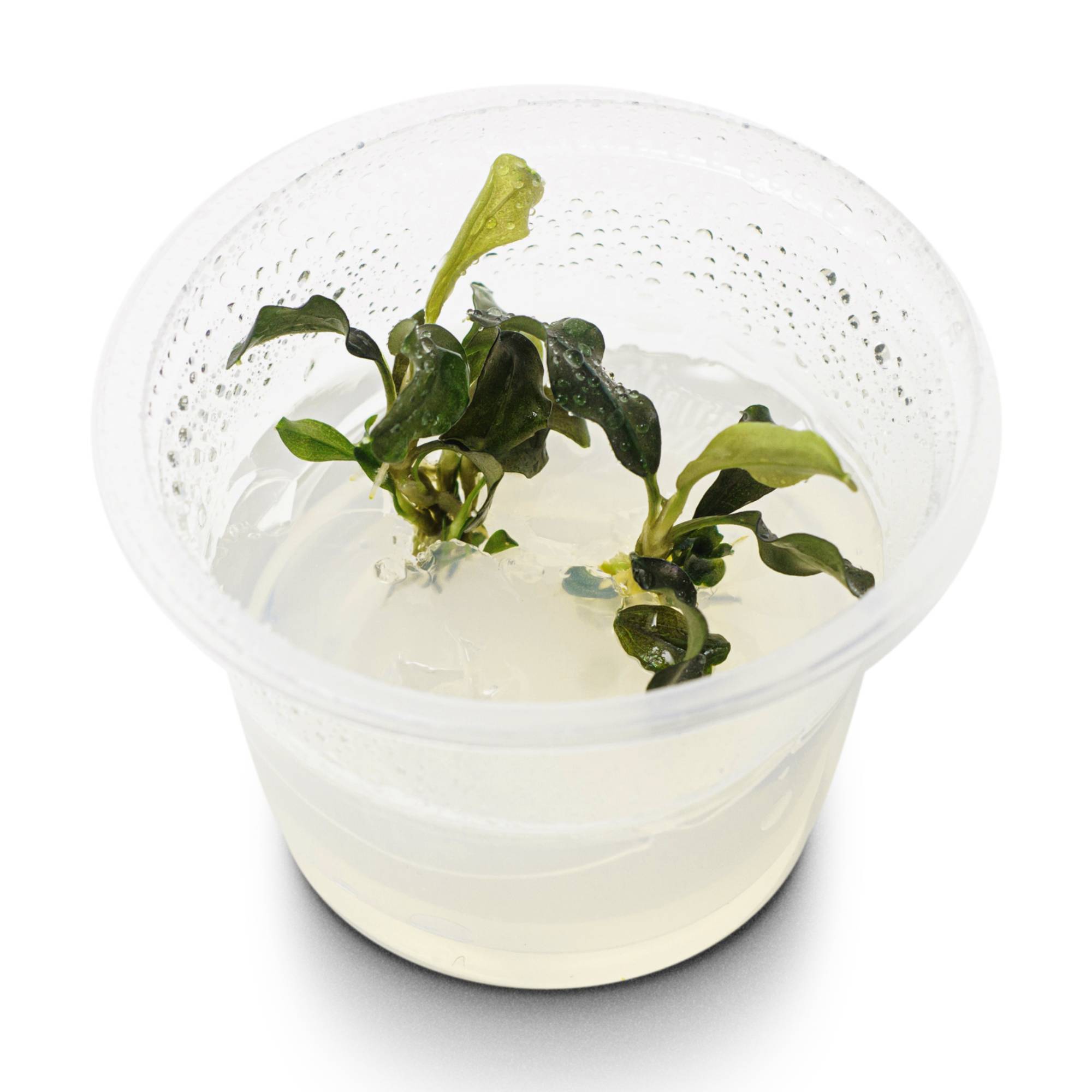 Planta Para Aquário Bucephalandra sp. 'Wavy leaf' In Vitro
