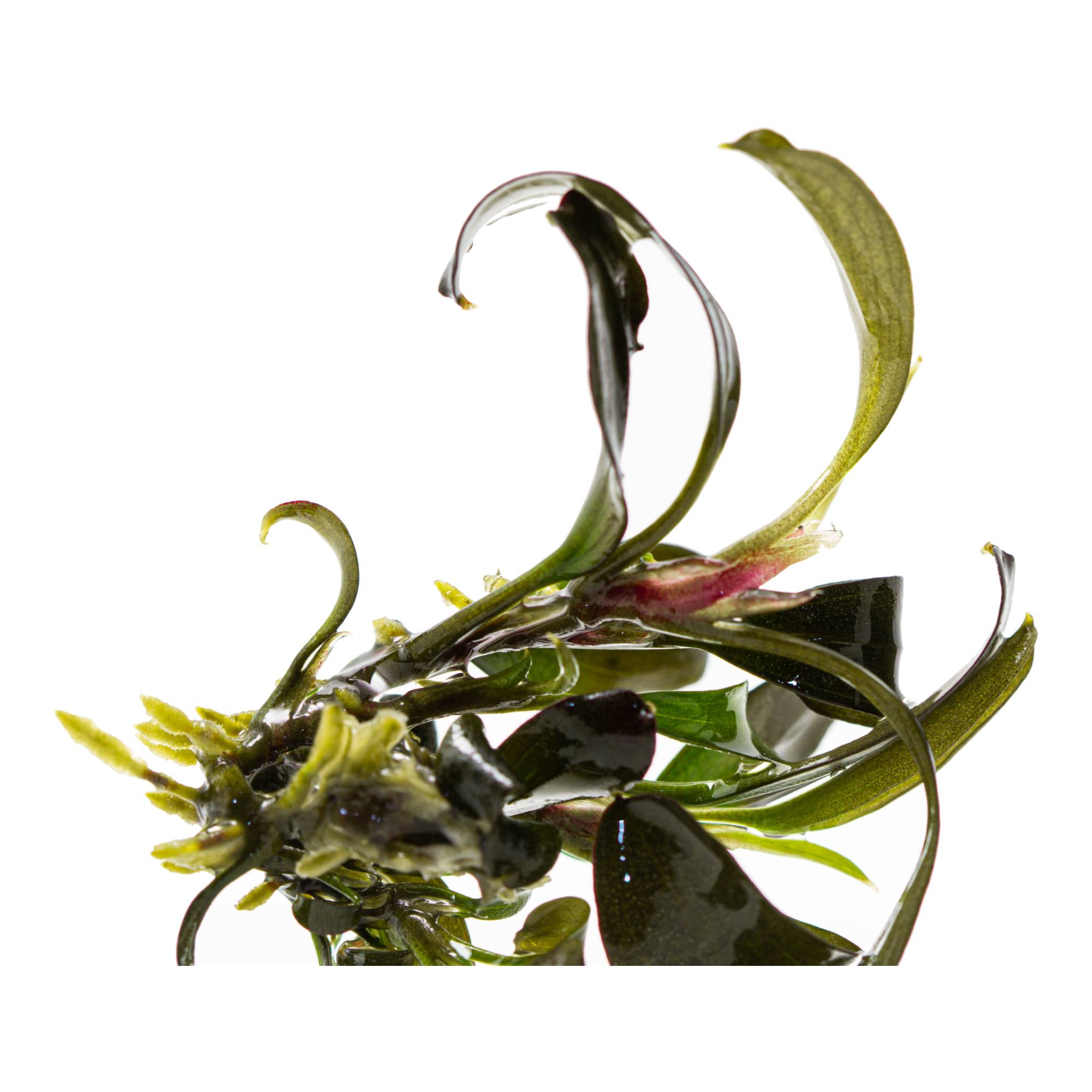 Planta Para Aquário Bucephalandra sp. 'Kir Royale' In Vitro