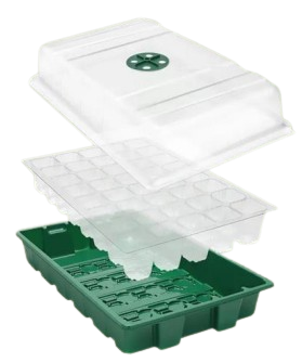 Bandeja De Entrada De Semillas Con Semillas De Apio En La Capa De Suelo Kit Inicio Planta Papel Biodegradable Para Viticultor O Invernadero Tango Image240295143