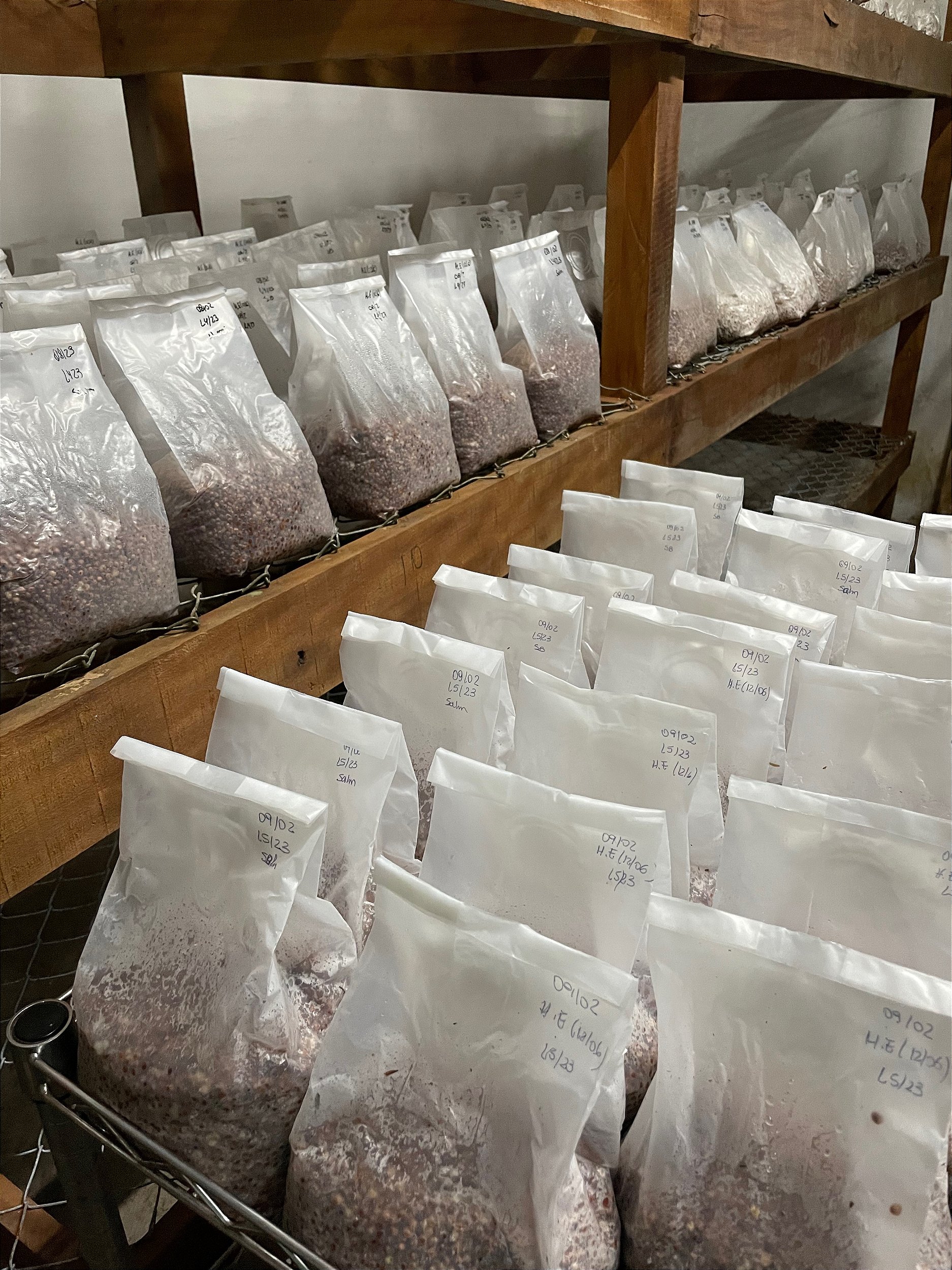 Semente para Cultivo de Cogumelos Hericium Erinaceus (Juba de Leão) COG COGUMELOS Semente para Cultivo de Cogumelos Hericium Erinaceus (Juba de Leão) COG COGUMELOS