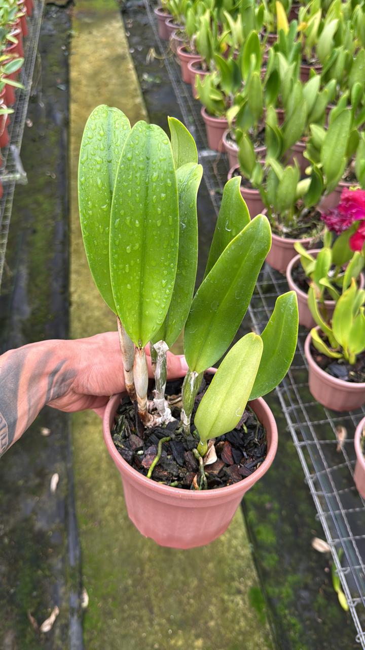Blc. Oriental Mambo 'Red Ribbon' - Adulta - Orquidário Suzuki