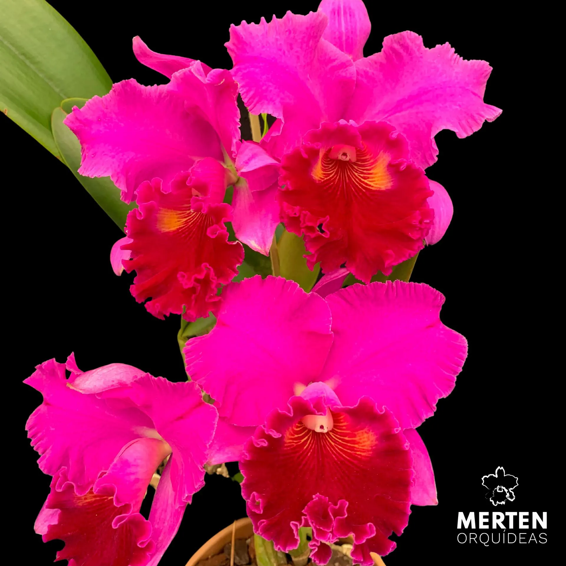 Cattleya Amy Wakasugi 'Yamanashi' - *2 UNIDADES - ATACADO