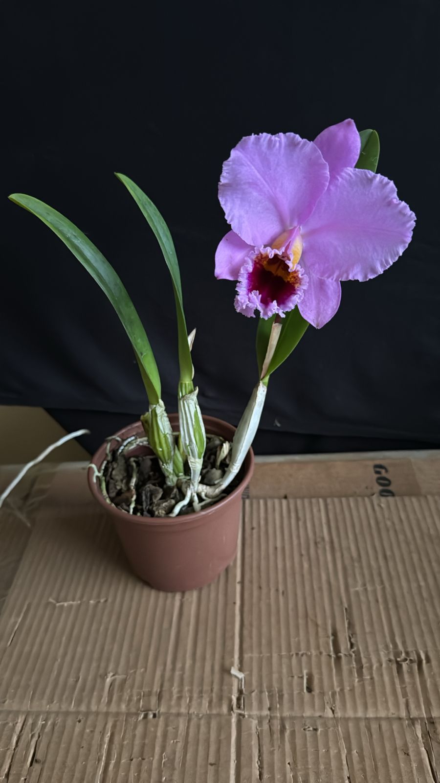 花 Cattleya Percivaliana 'Thiago' 5 - Florida (Olhar Vegetal
