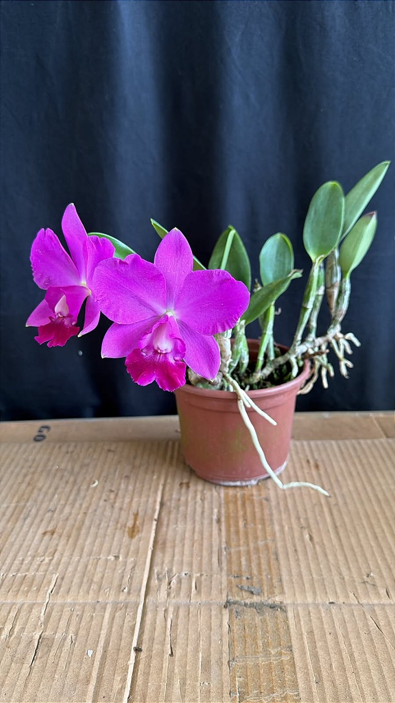 Lc. Aloha Case 'Ching Hua' - FLorida + Vaso Cheio (Olhar Vegetal