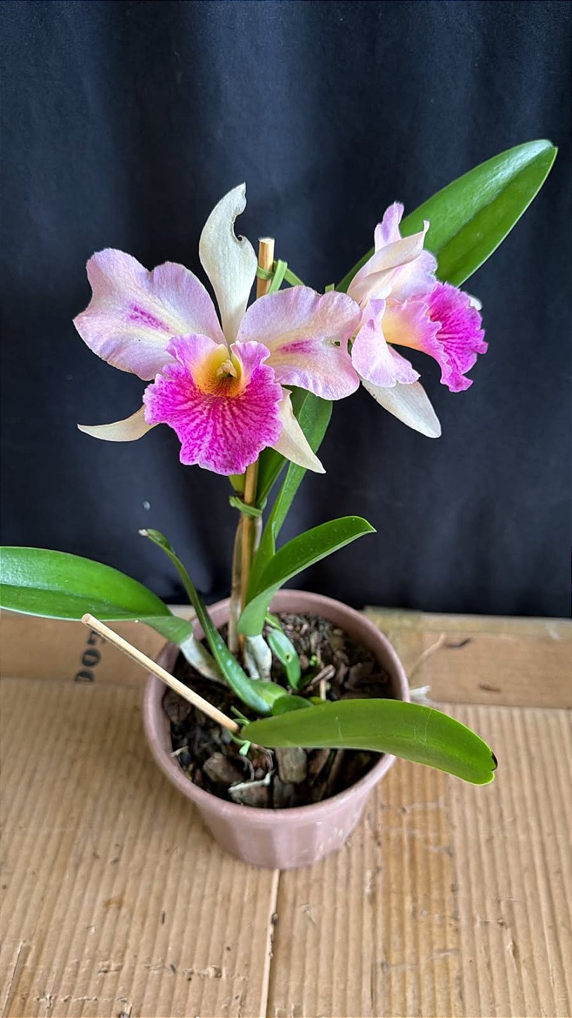 Blc. (Amazing Thailand x Maikai Mayumi) 1 - Florida (Otima Flor