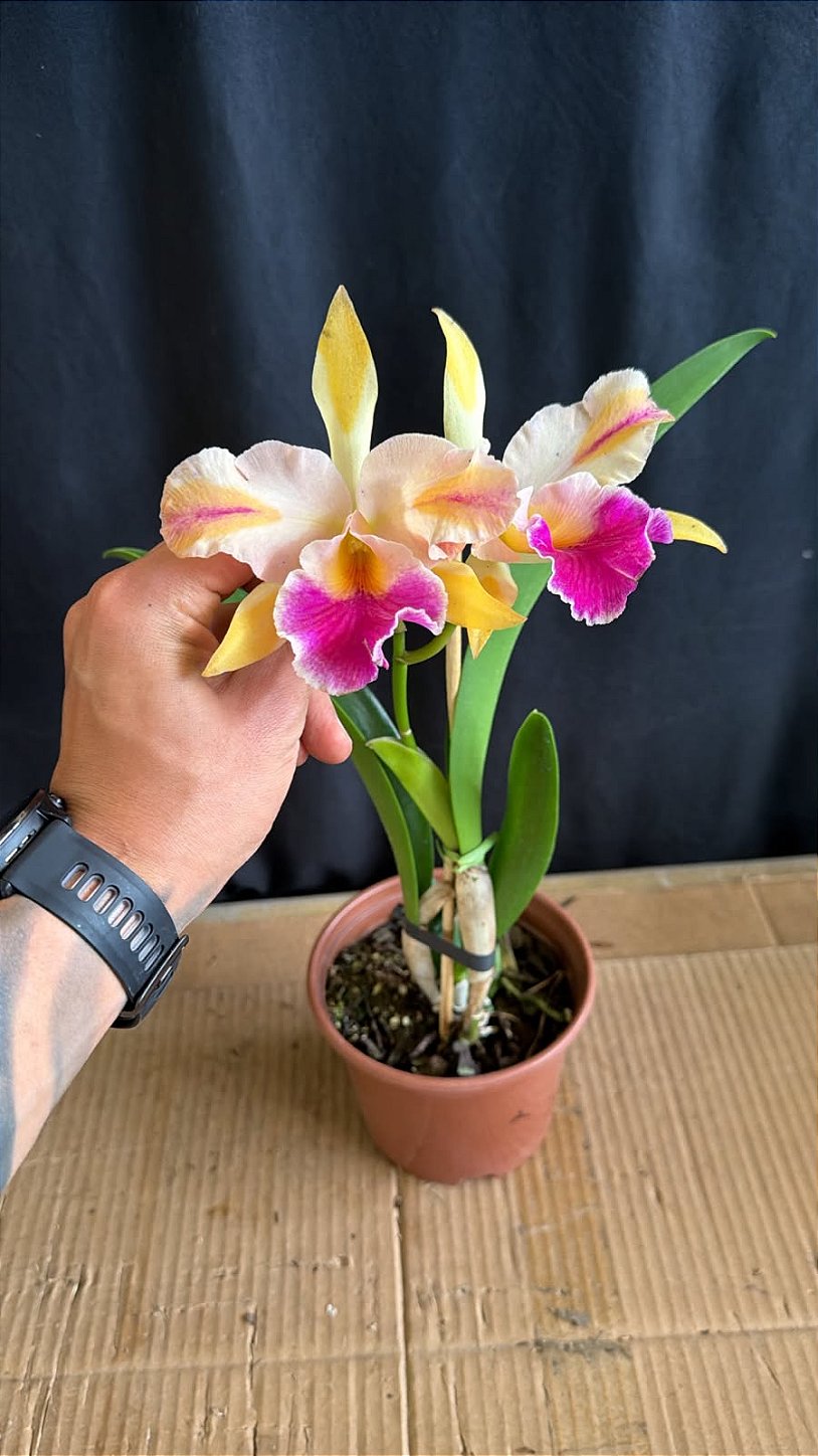 その他 Full Bloom (381) Full Bloom | Amazon.com.br