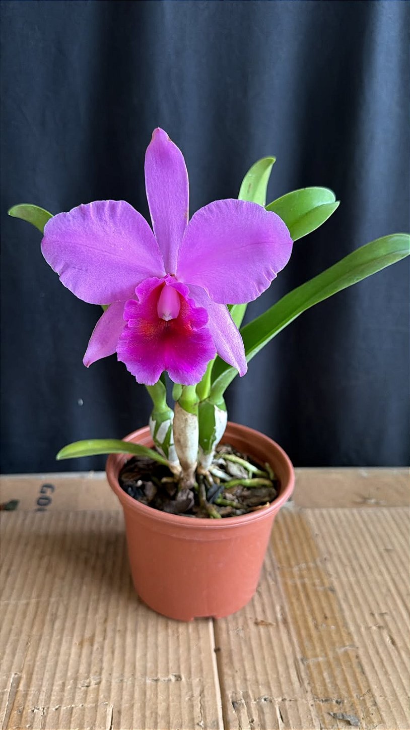 Cattleya (Percivaliana Carla Porto x Aloha Case) - Otima Flor