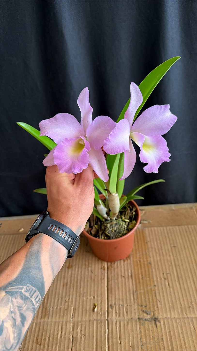Bc. (Pastoral Innocence x Maikai Mayumi) 8.1 - Florida (Otima
