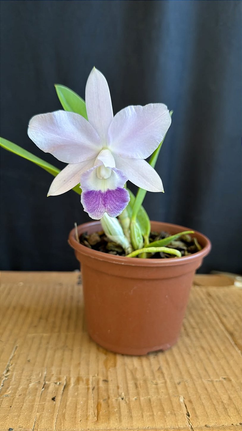 Lc. Mini Purple Coerulea 'Suzuki' 1 - Florida - Orquidário Suzuki