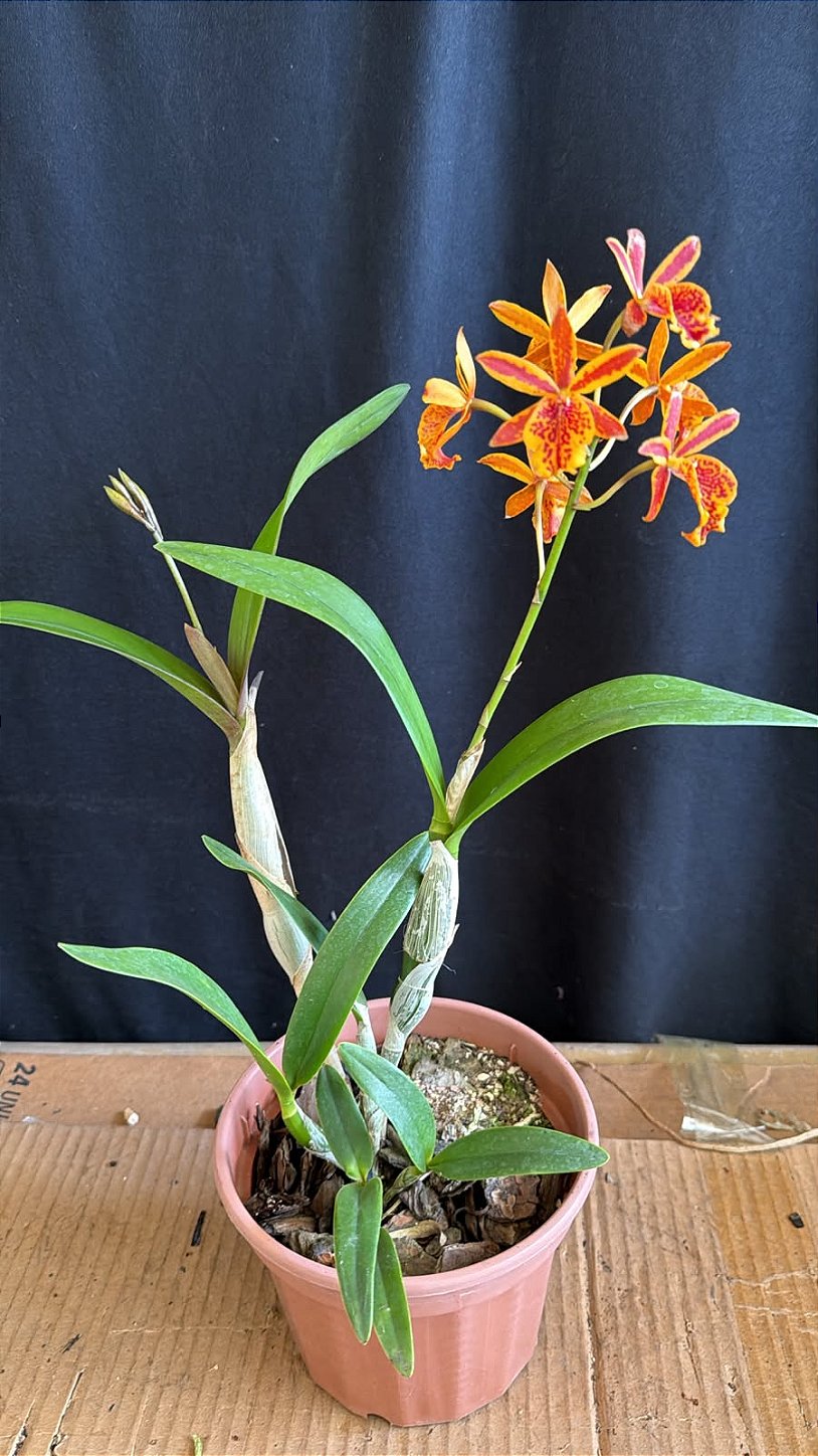 Epc. Volcano's Trick 'Fireball' - Florida Haste Floral