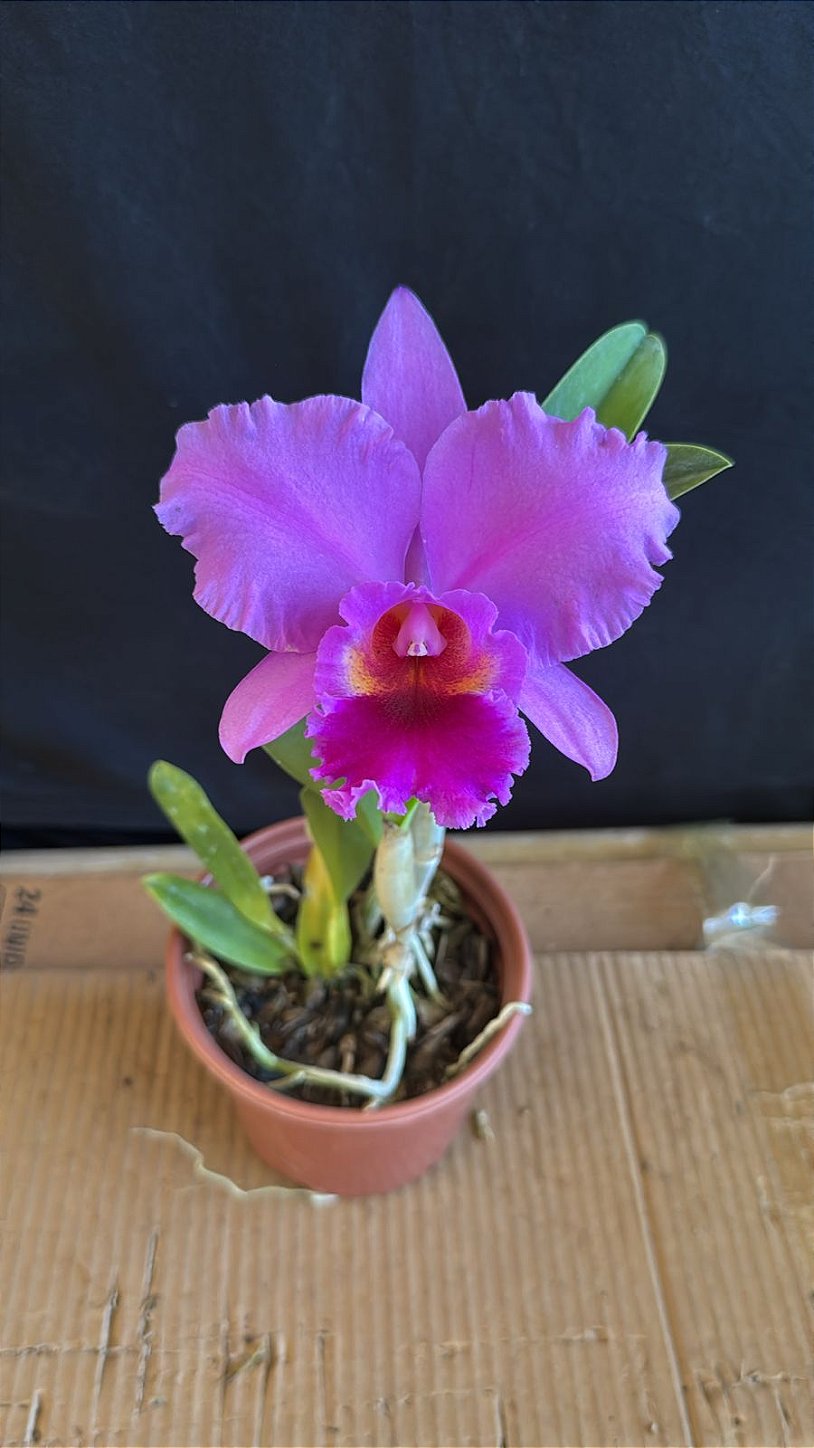 Cattleya (Percivaliana 'Carla Porto' x Aloha Case 'Ching Hua') - 2