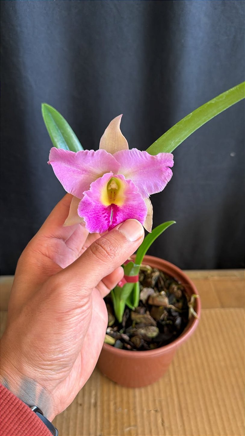 Blc. (Amazing Thailand x Maikai Mayumi) 2 - Boa Forma - Orquidário