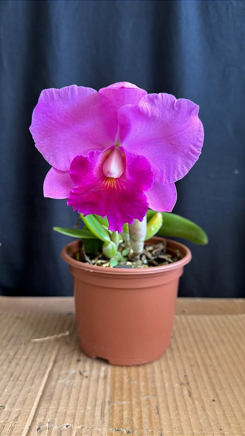 Lc. (Aloha Case 'Ching Hua' x Irene Finney) - Florida - Orquidário