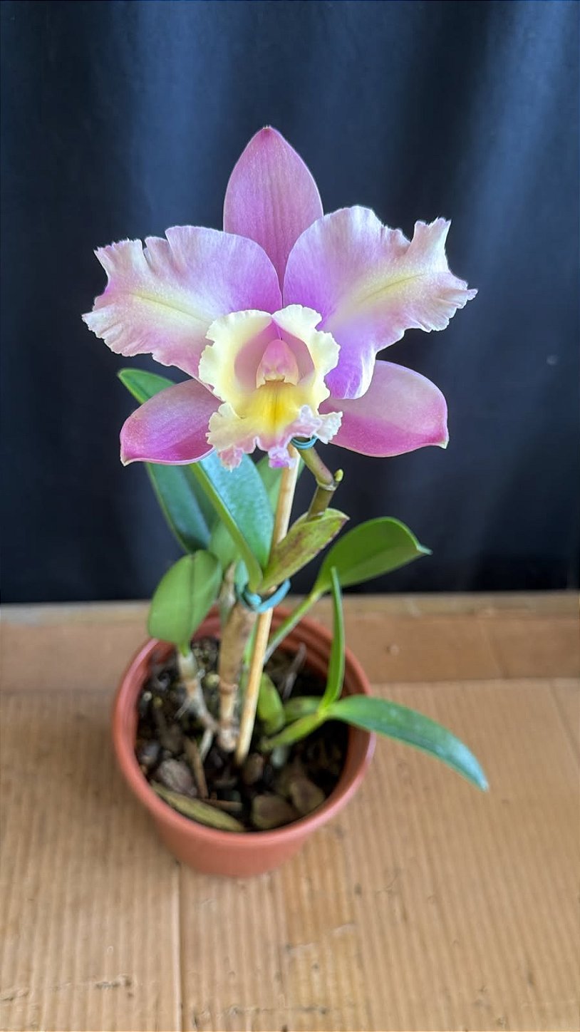 s*y様 L.G.B. D.I.E.ルグランブルーifsix ロイフラ Cattleya (Loddigesii x Suzuki's Yellow Flare) - Florida