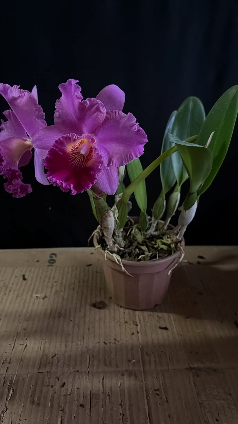 Blc. (Mirian Suzuki 'Rotunda' x Suzuki's Yellow Flare) 3 - Florida