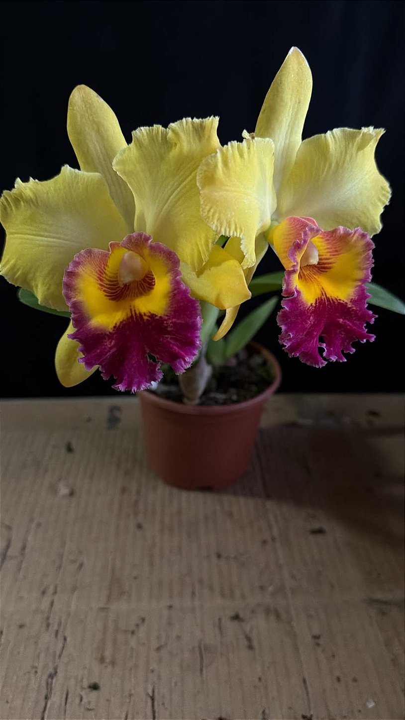 Blc. (Mirian Suzuki 'Rotunda' x Suzuki's Yellow Flare) 4 - 2
