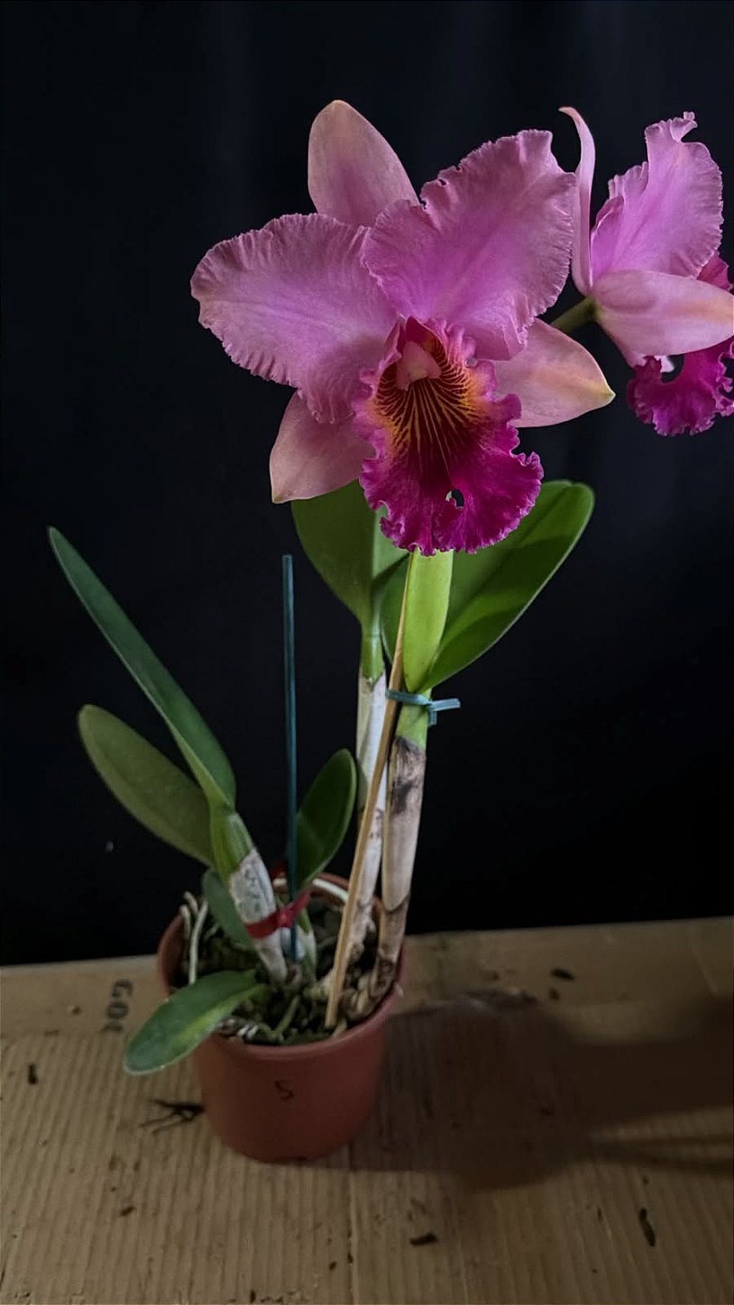 Blc. (William Farrel 'Pastel Parade' x Mirian Suzuki 'Rotunda') 1