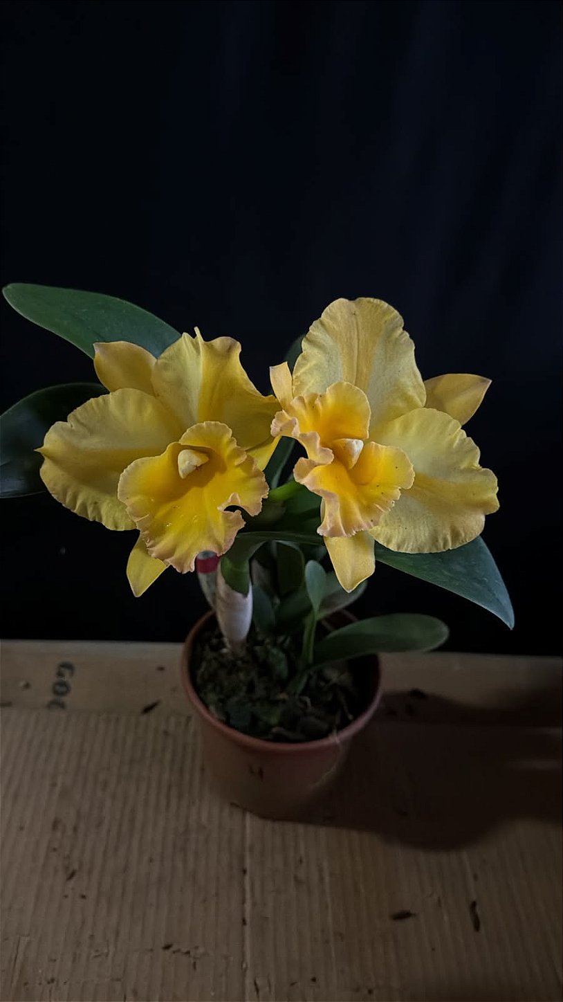 Blc. Moon Star 4 - Florida (Flameado PErfeito) - Orquidário Suzuki