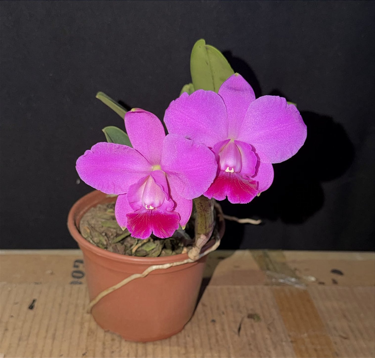 Lc. Aloha Case 'Ching Hua' - 2 Flores + Brotacao (Top