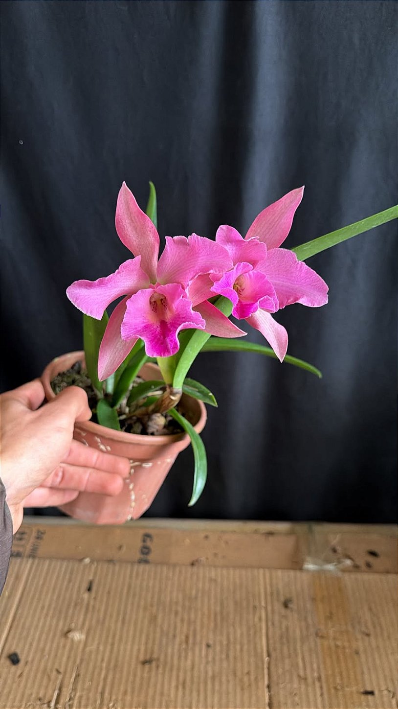 その他 Fleur.. Blc. (Amazing Thailand x Maikai Mayumi) - Florida (Rosa Forte