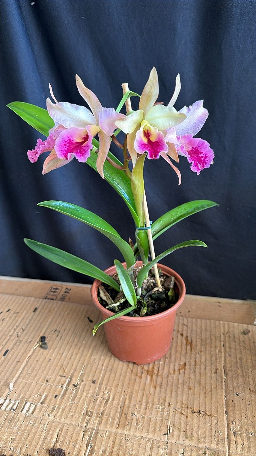 【bloom様】 Blc. (Amazing Thailand x Maikai Mayumi) - Florida (Cacho de Flores