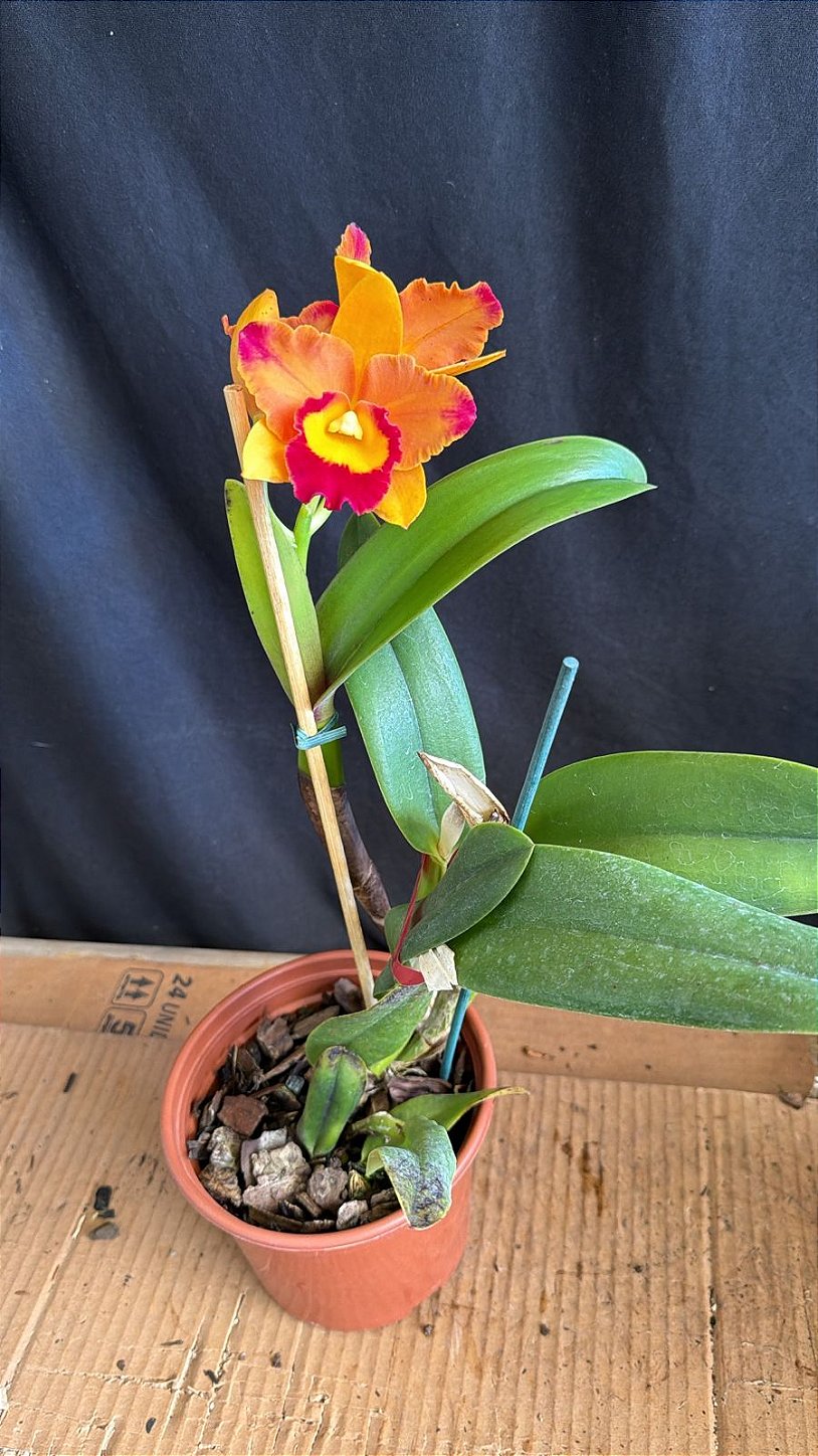 Slc. (Hawaiian Prominence America x Free Spirit) - Otima floracao