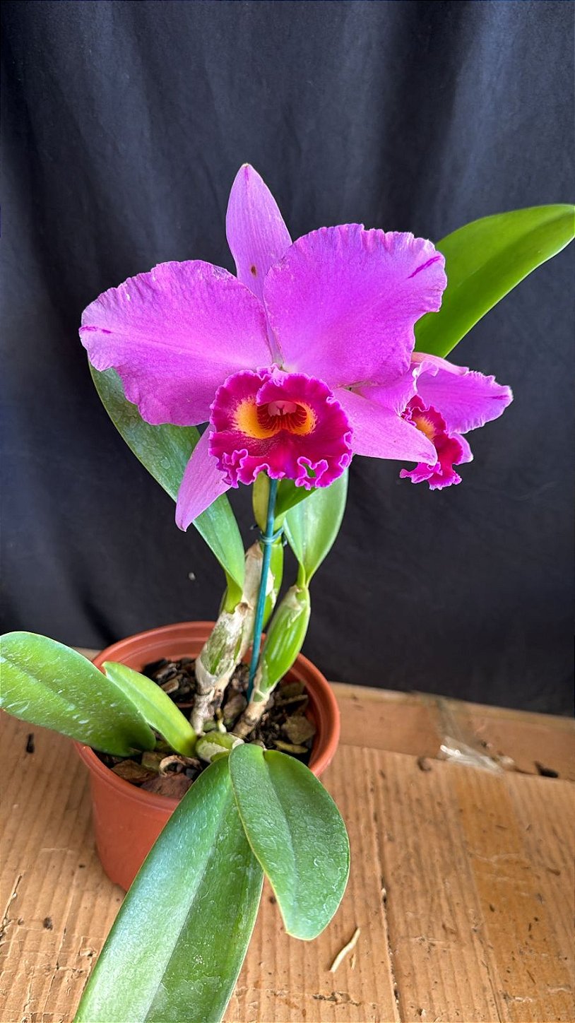 Cattleya (Aloha Case 'Ching Hua' x Irene Finney) - Florida