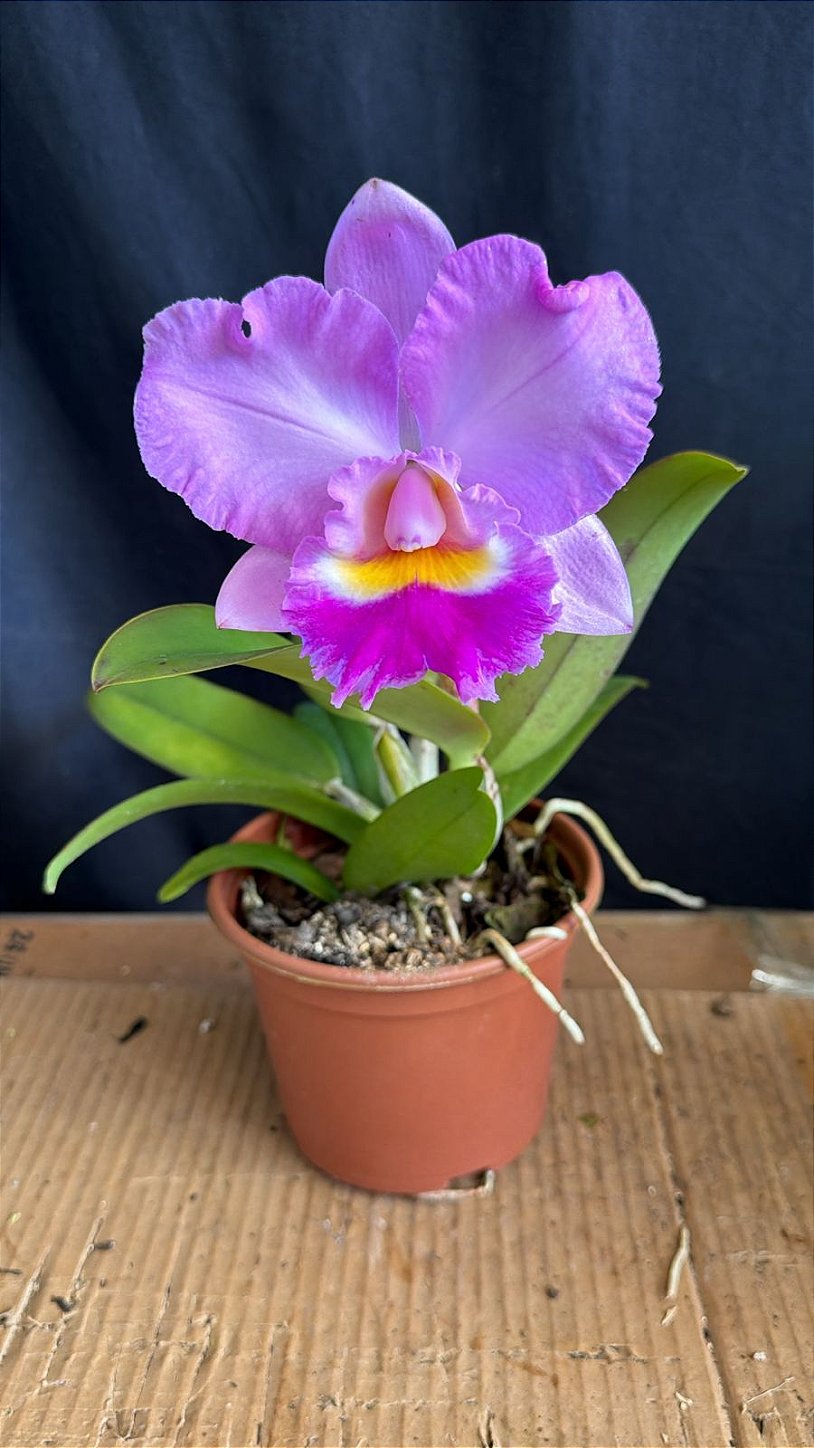 Cattleya (Aloha Case 'Ching Hua' x Irene Finney) 2 - Florida
