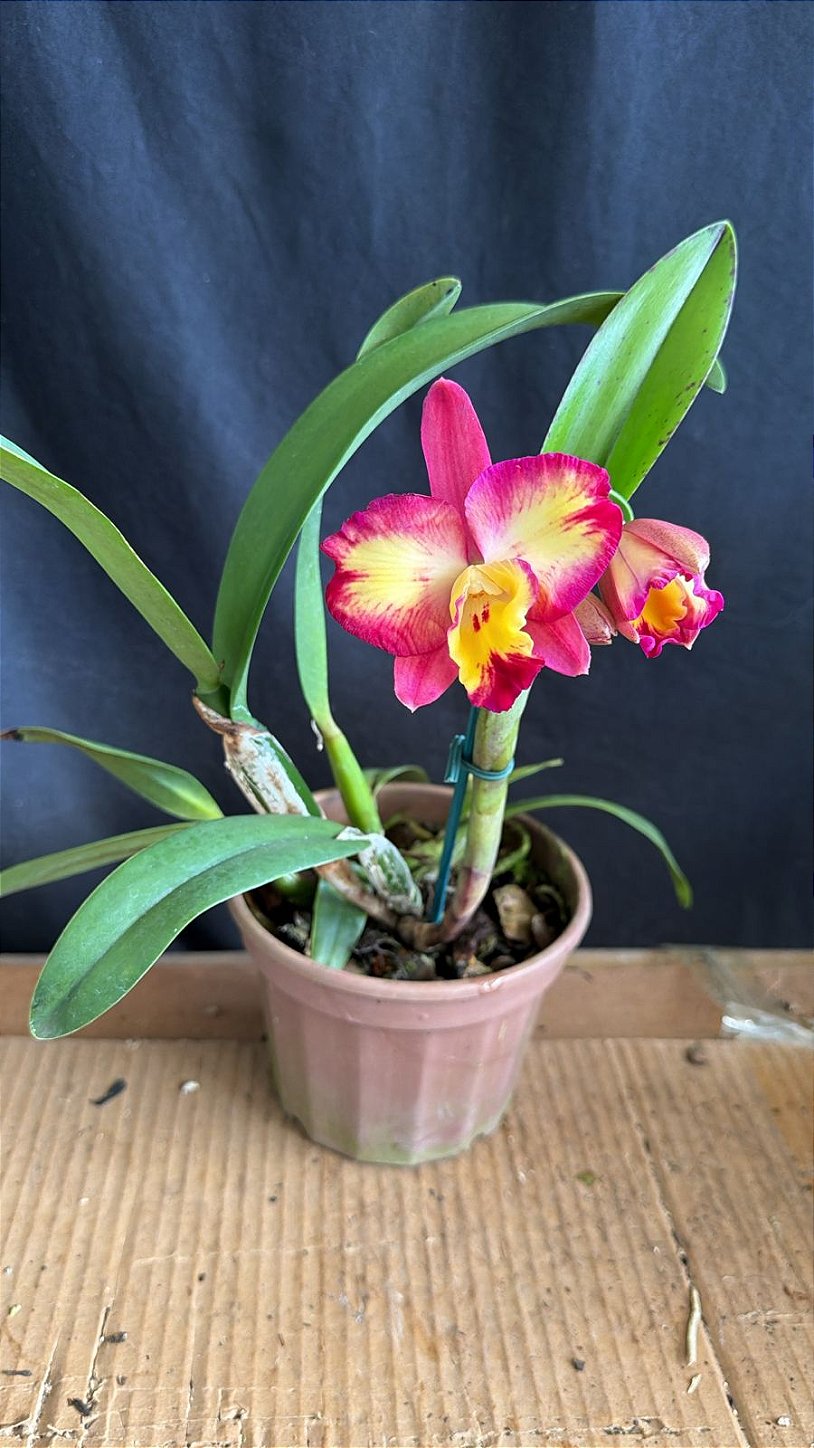 Slc. Fire Fantasy 'Hihimanu' - Florida (Perfeita) - Orquidário Suzuki