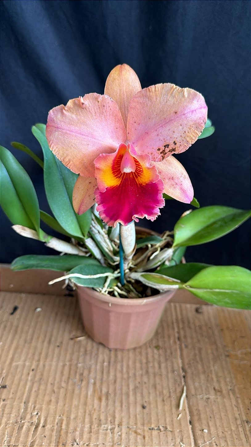 邦楽 Silvernia famnily Ginryu Blc. (Mirian Suzuki 'Rotunda' x William Farrel 'Pastel Parade