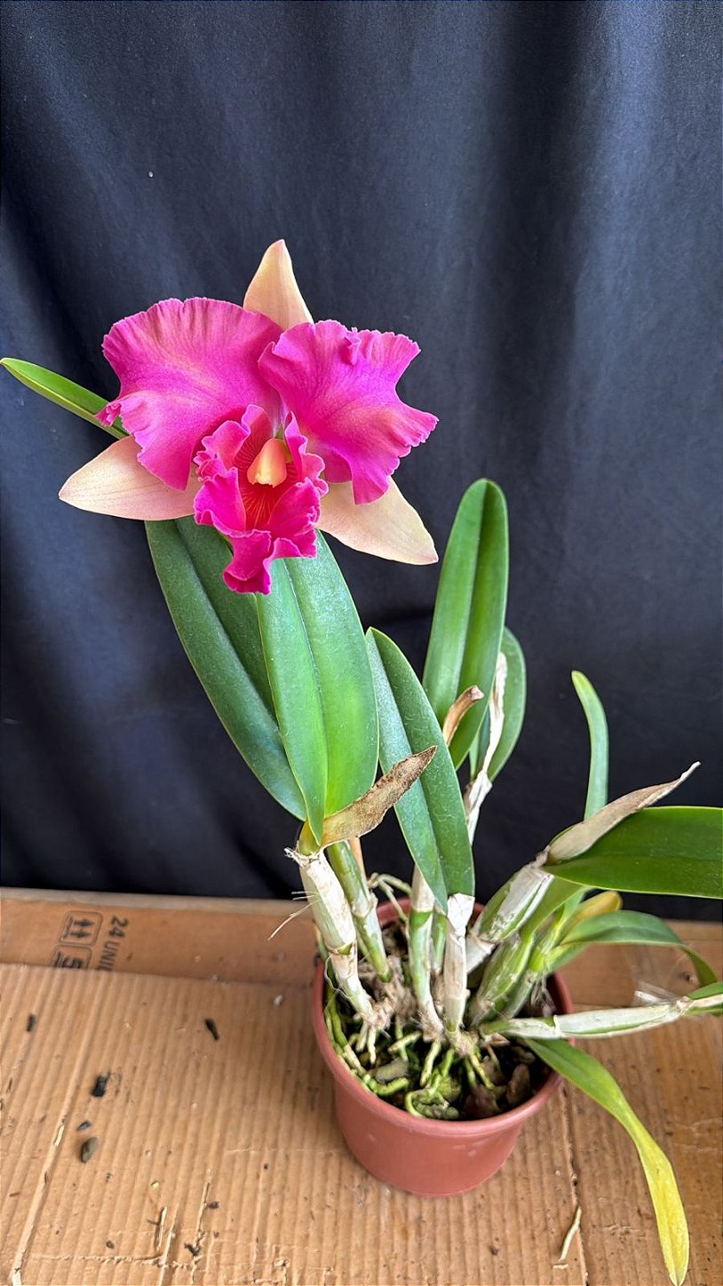 Blc. (Rungnapha Fancy x Amazing Thailand) 1 - Novidade