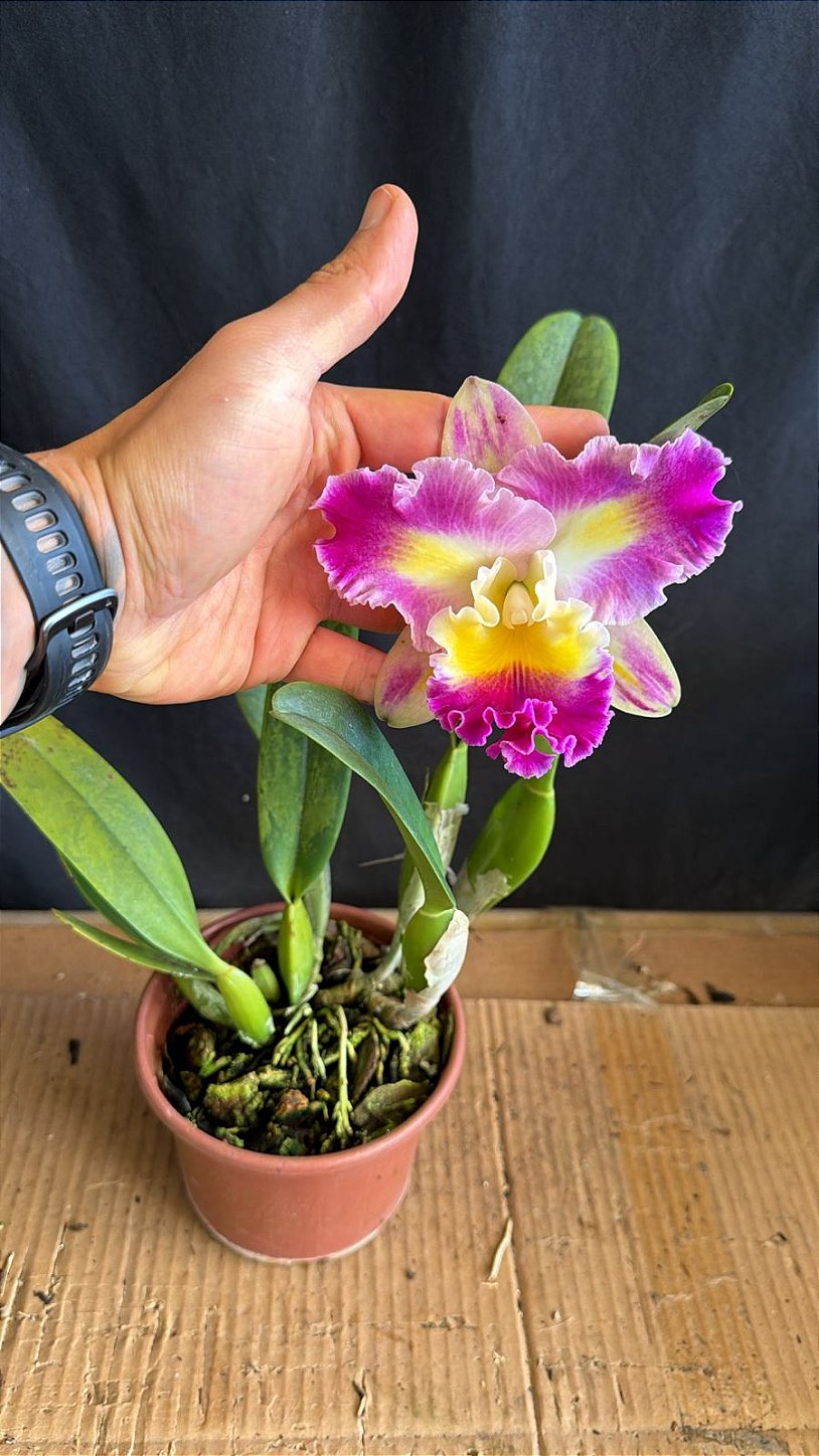 【bloom様】 Blc. (Colorama x Irene Finney) 1 - Florida - Orquidário Suzuki