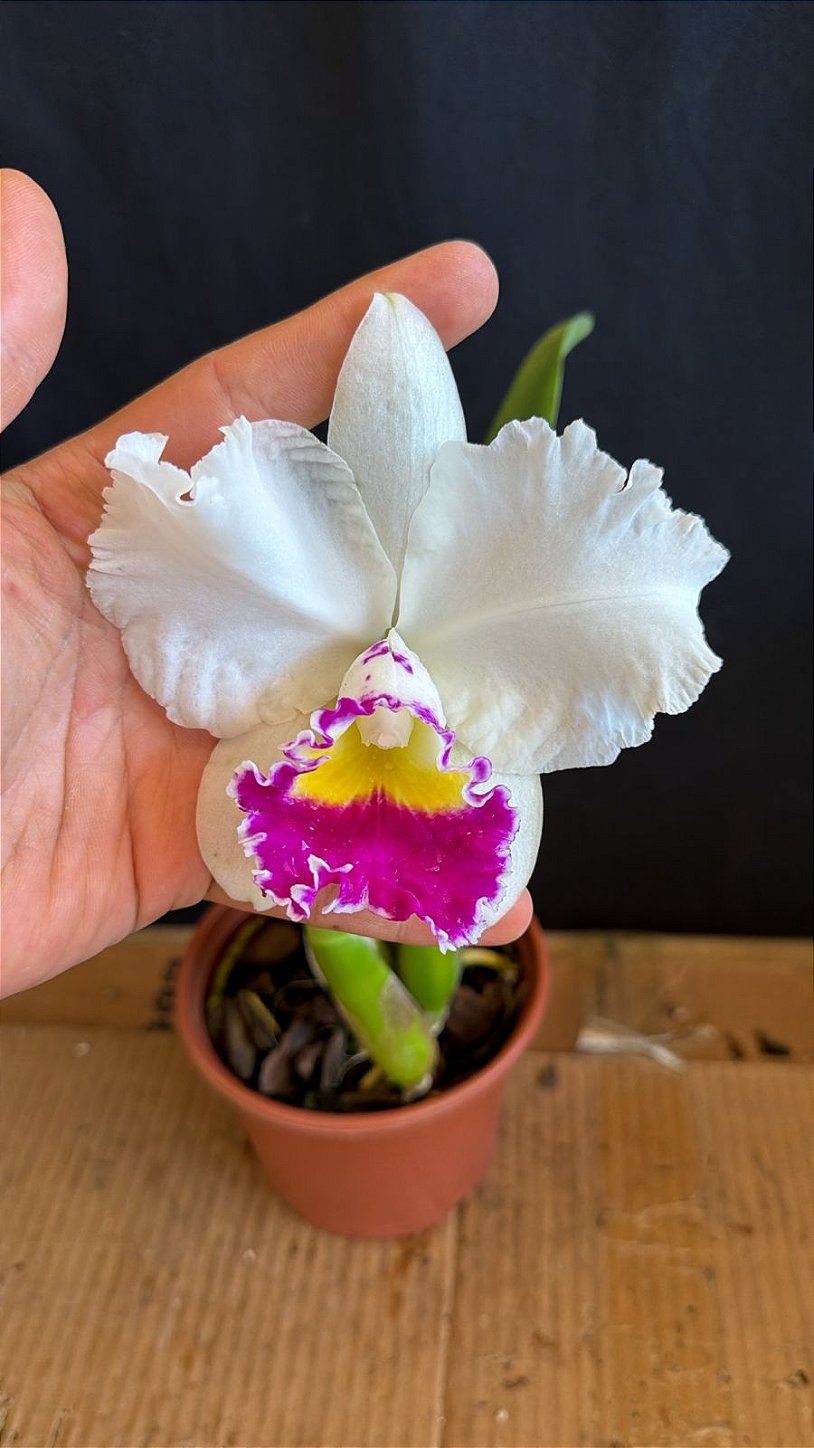 Lc. Melody Fair 'Mishima' - Florida - Orquidário Suzuki