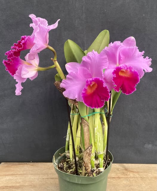 Lc. Bonanza Queen 'Panamint' 2 - Espata Floral (Hibrido Super