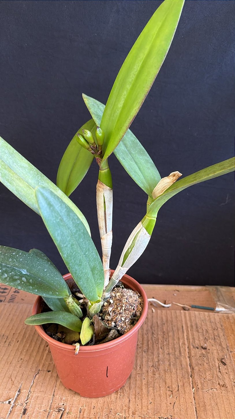 Blc. (Montana Spirit x Samba Parfait) 1 - Orquidário Suzuki