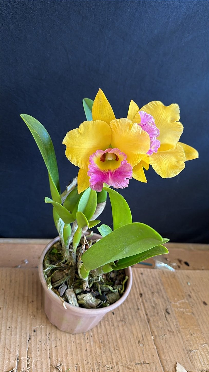 邦楽 FLOWER Blc. (Yingluck Smile x Mem. Buranapan Nikon) - Florida (Matriz